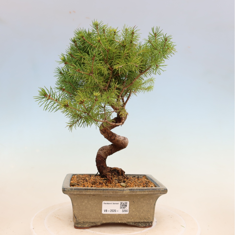Vonkajší bonsai – Smrek sivý – Picea glauca globe