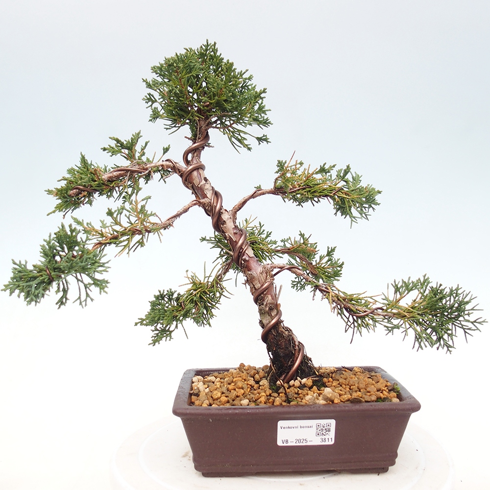 Vonkajší bonsaj - Juniperus chinensis Kishu