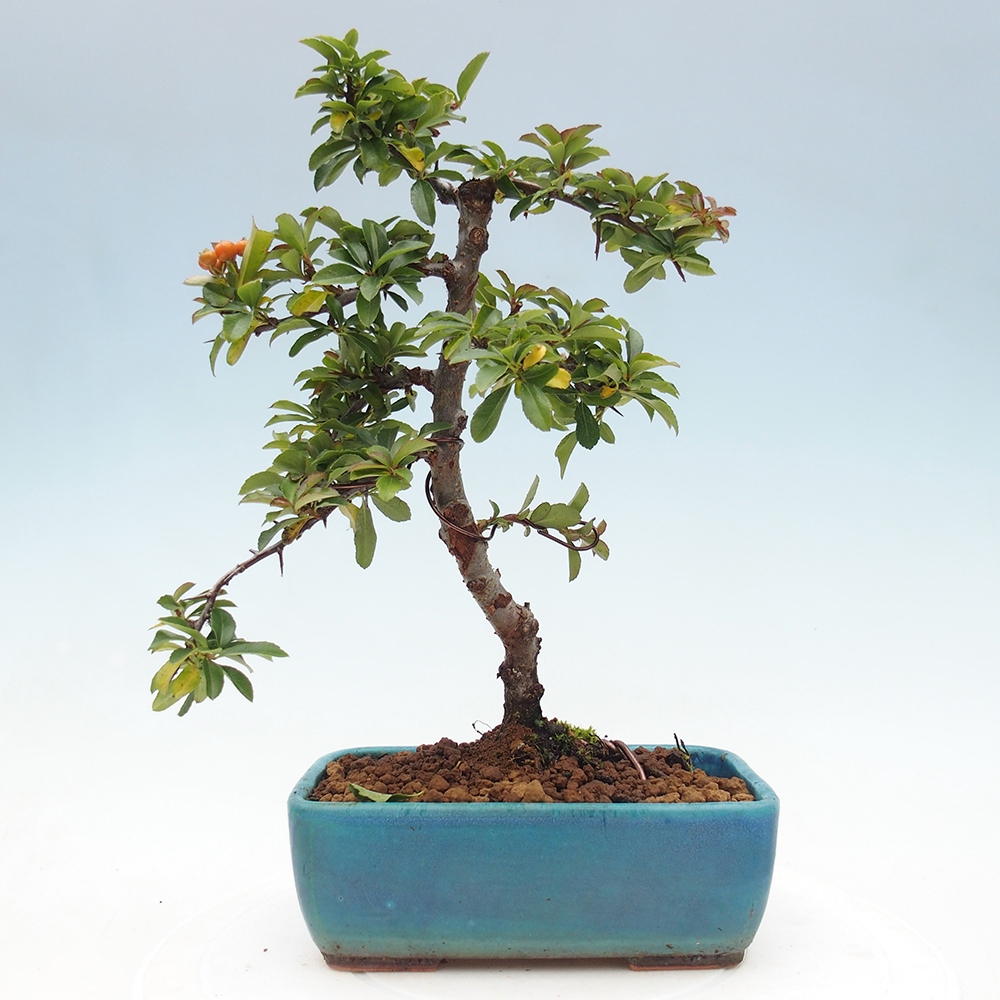 Vonkajšie bonsaje-Pyracantha Teton -Hlox
