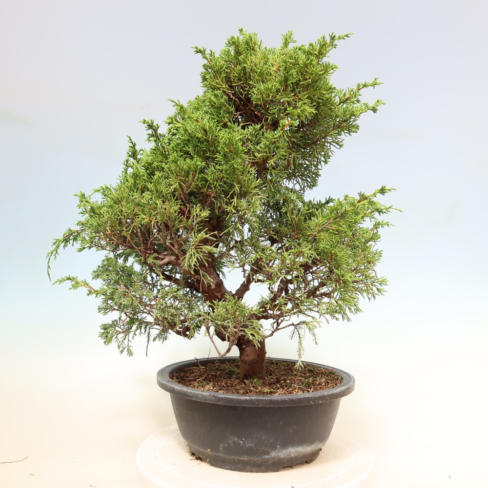 Vonkajší bonsai – Juniperus chinensis Itoigawa – čínsky jalovec
