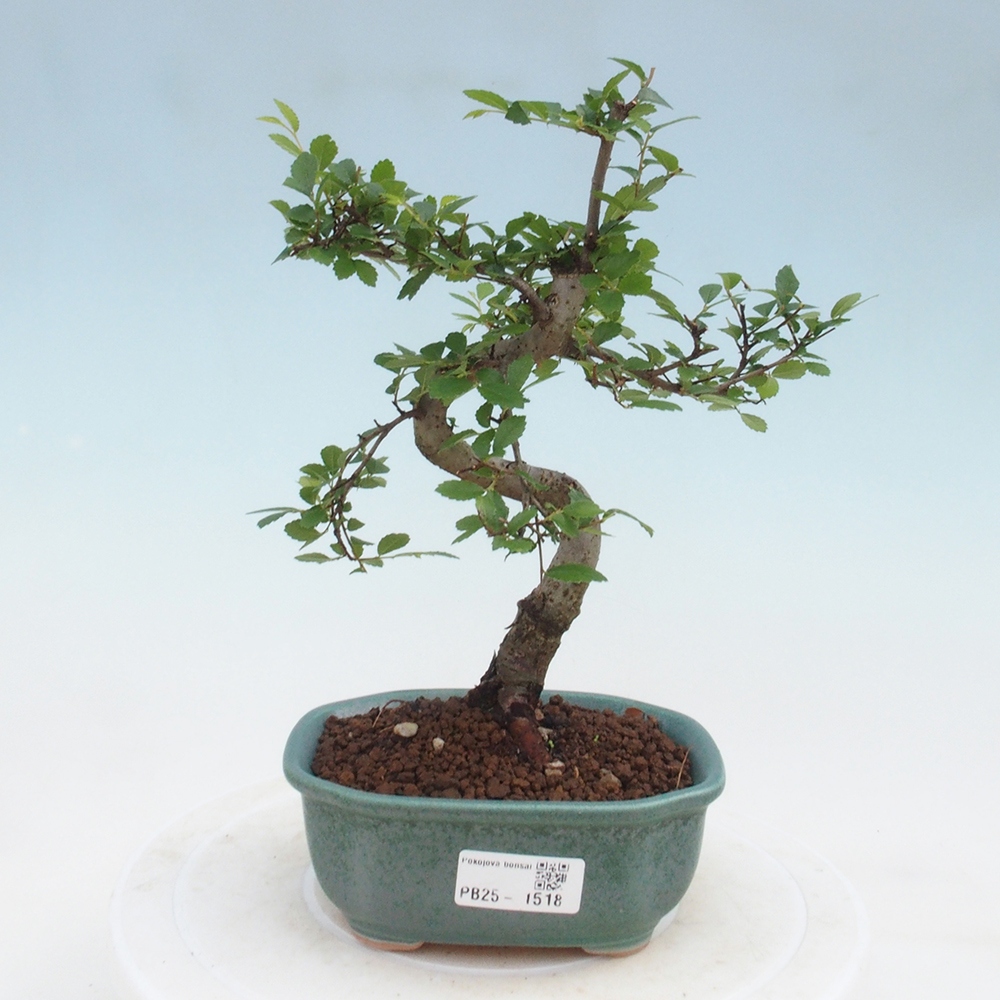 Izbová bonsai-malolistá brest 