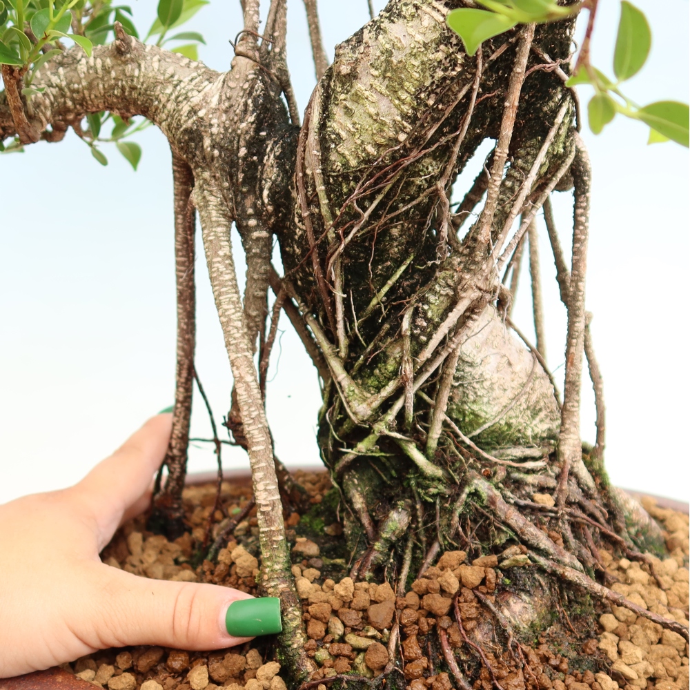 Izbové bonsaje - Ficus kimmen - drobnolistý fikus