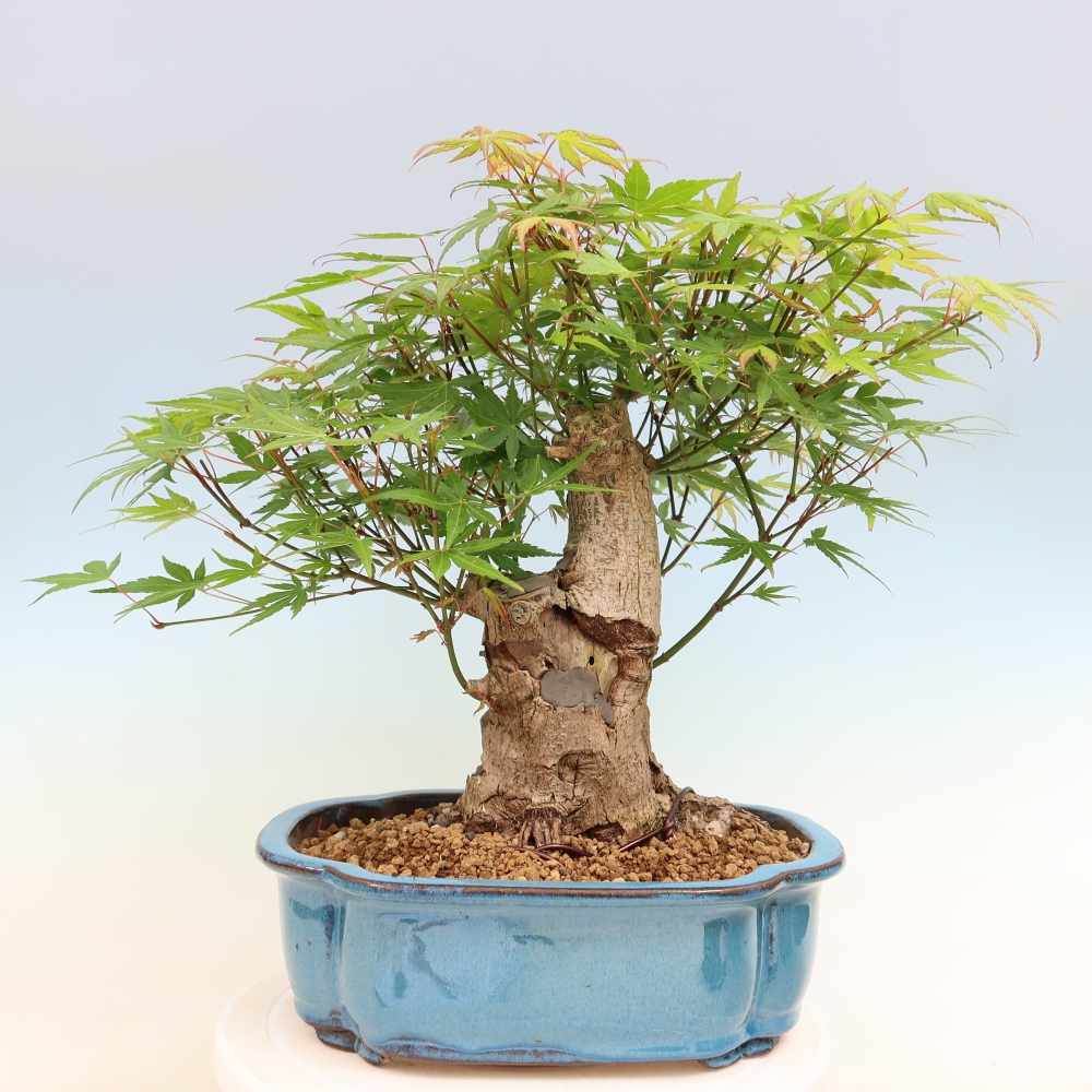 Vonkajšie bonsaje - Javor Burger - Acer Burgerianum