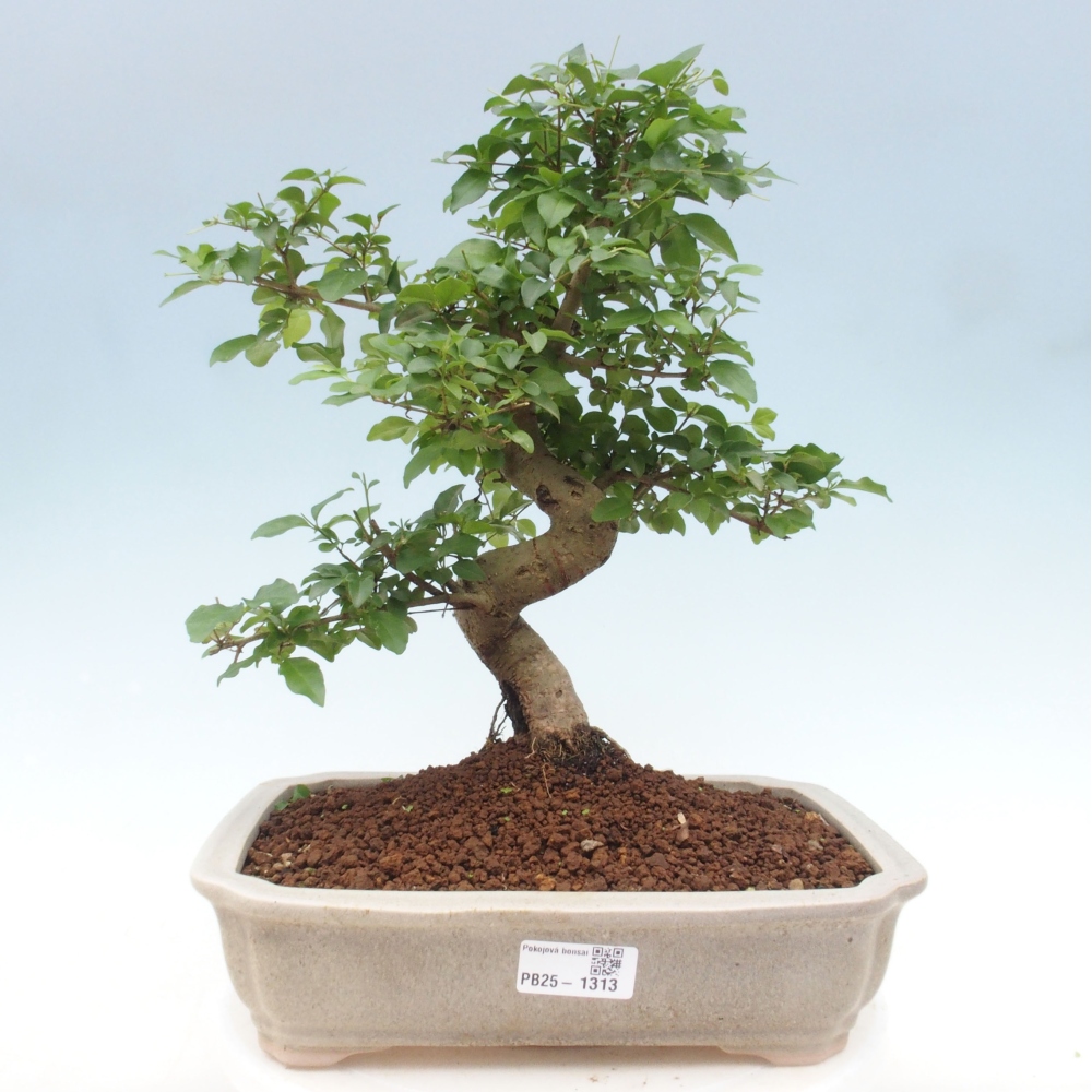 Izbová bonsai -Ligustrum chinensis - Vtáčí zob