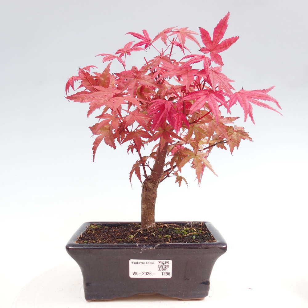 Vonkajší bonsaj - Acer palmatum DESHOJO