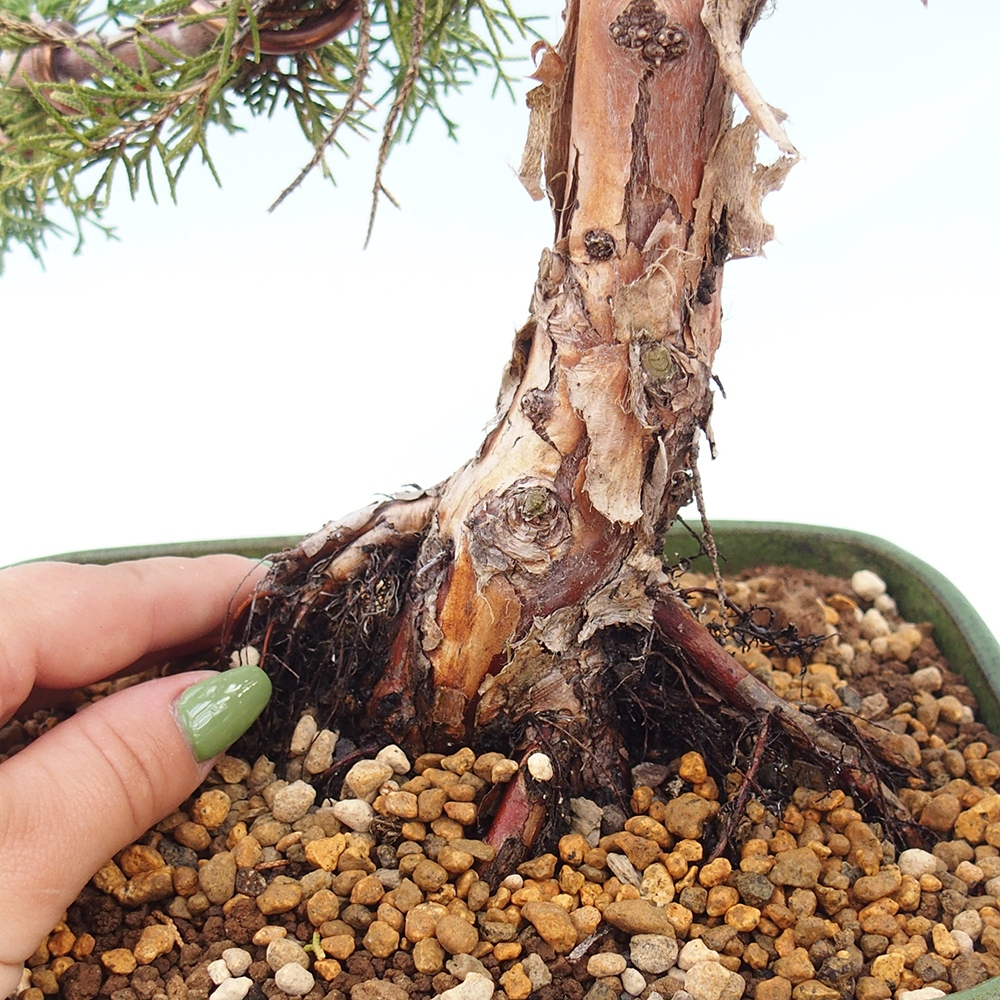 Vonkajšie bonsai - Juniperus chinensis Kishu -Jalovec čínsky
