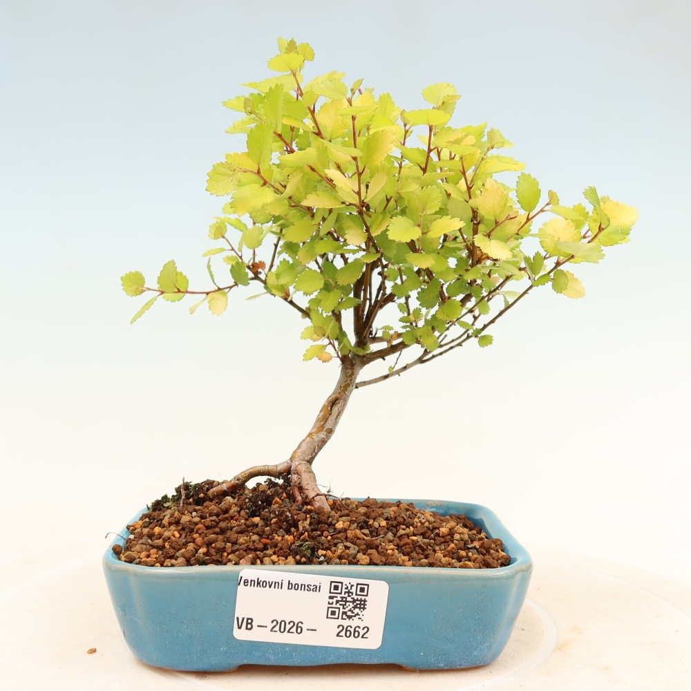 Vonkajší bonsai - breza trpasličí - Betula NANA Treasure