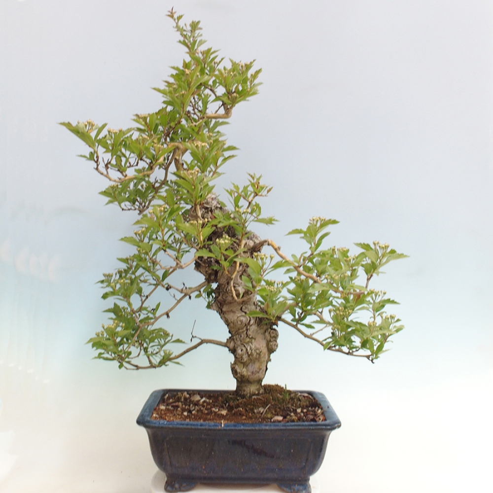 Vonkajší bonsai - Hloh klinovitý - Crataegus cuneata