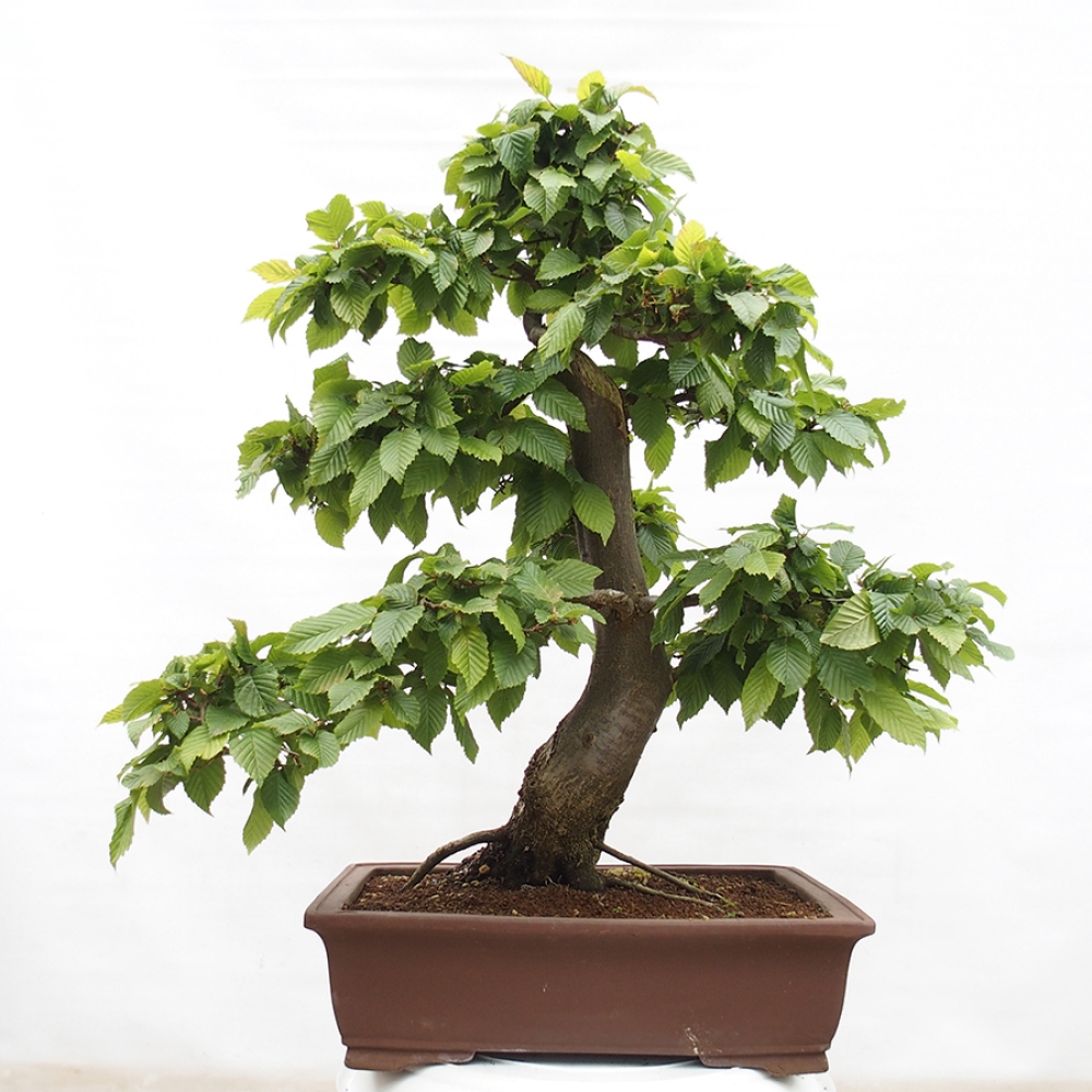Vonkajší bonsai - Hrab obyčajný - Carpinus betulus