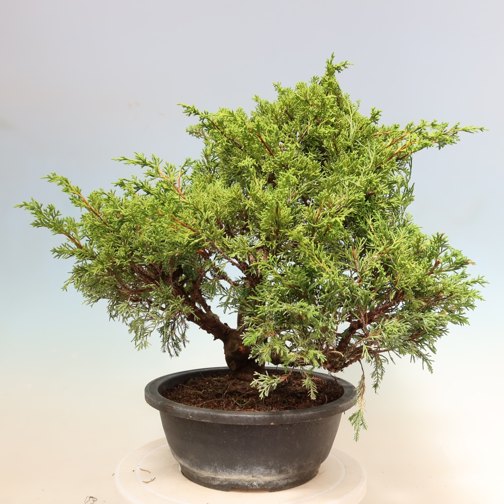 Vonkajší bonsai – Juniperus chinensis Itoigawa – čínsky jalovec