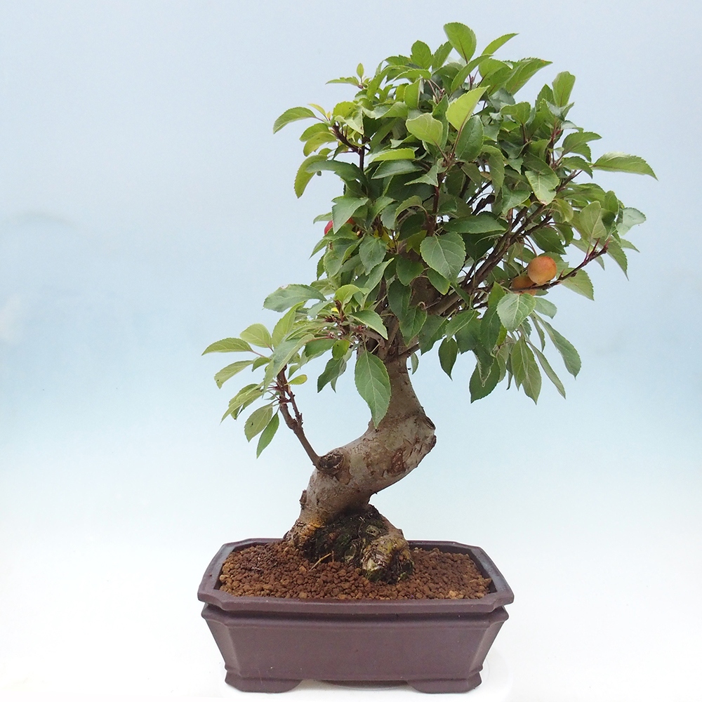 Vonkajší bonsai -Malus halliana - Maloplodá jabloň