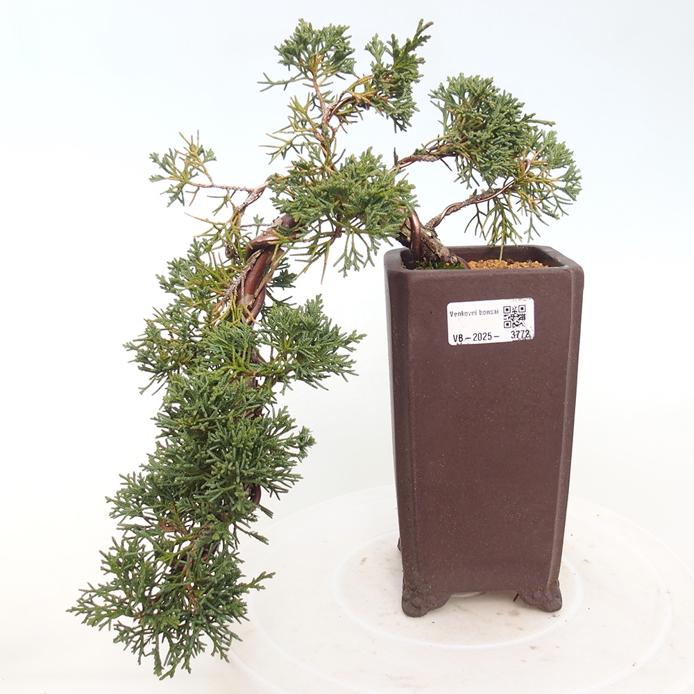 Vonkajší bonsaj - Juniperus chinensis Kishu