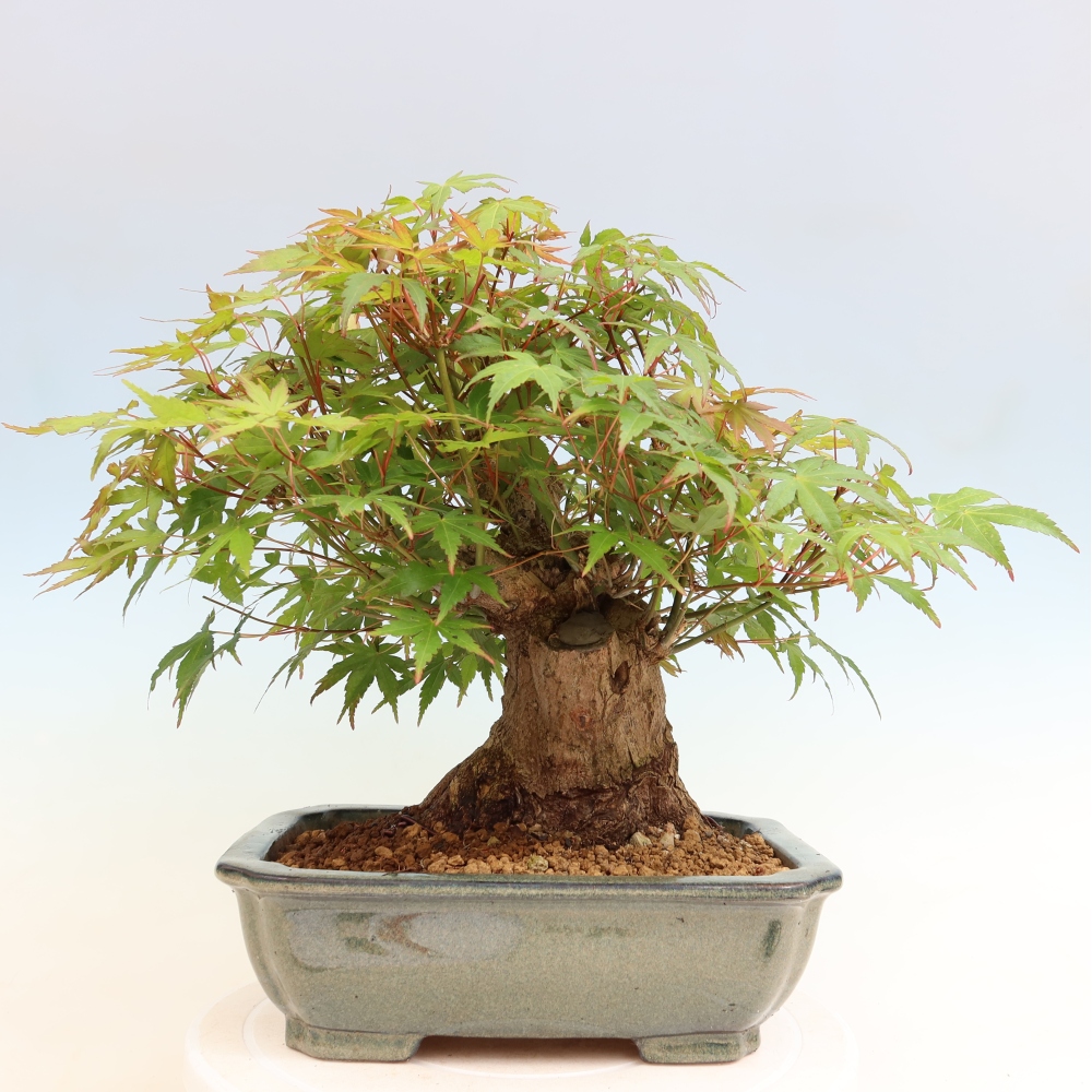Vonkajšie bonsaje - Javor Burger - Acer Burgerianum