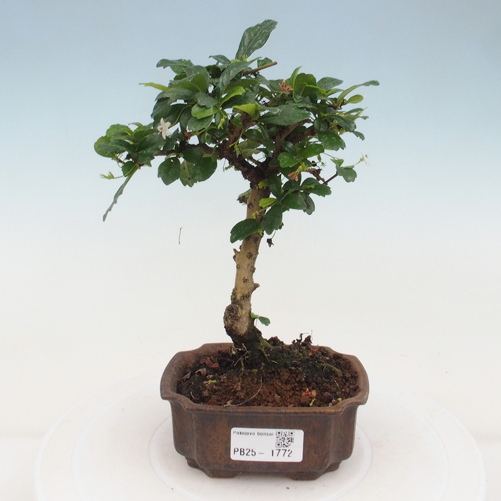 Izbová bonsai - Carmona macrophylla - Čaj fuki
