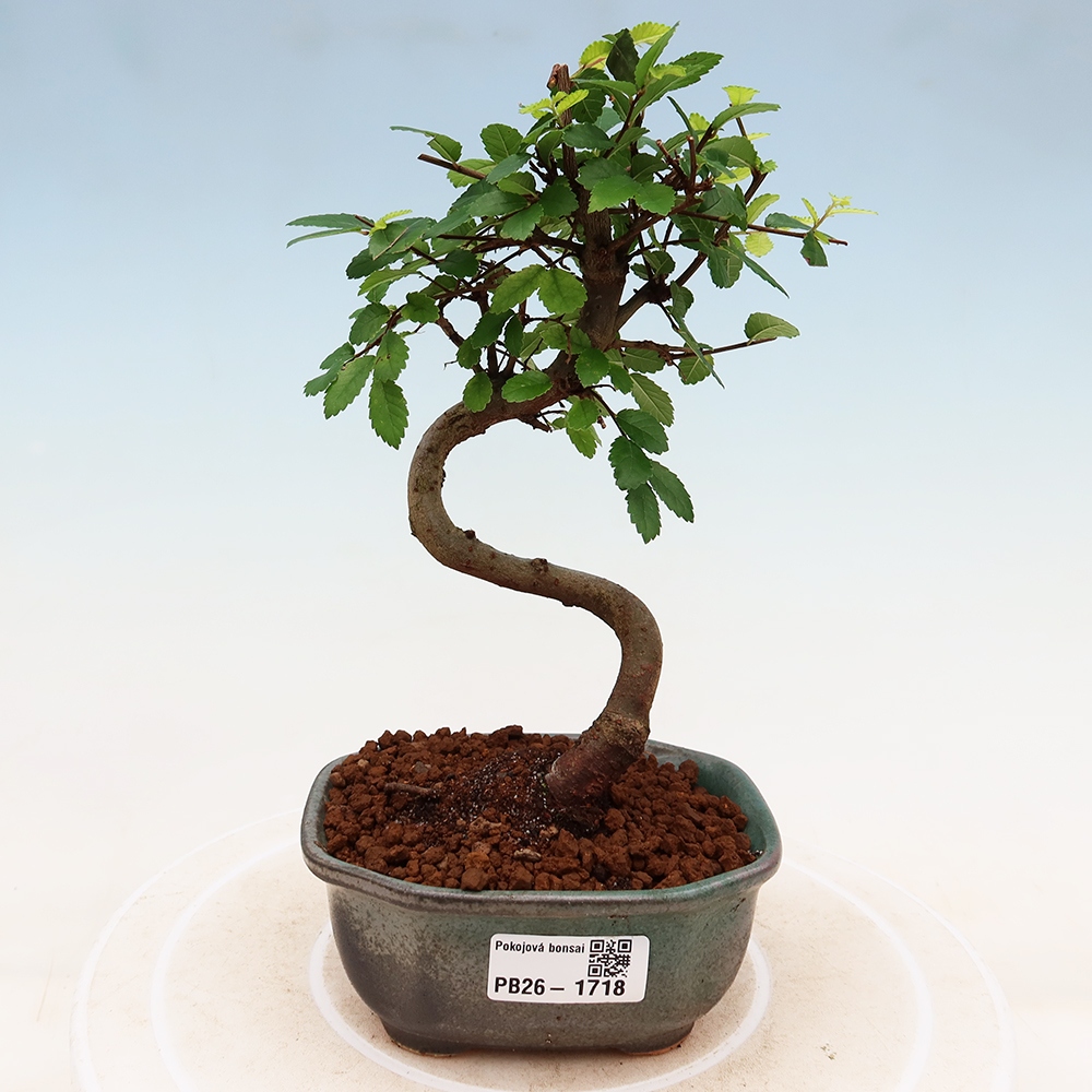 Izbový bonsaj - Ulmus parvifolia - brest malolistý