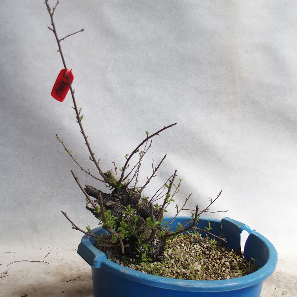 Vonkajšie bonsai -Mahalebka - Prunus mahaleb