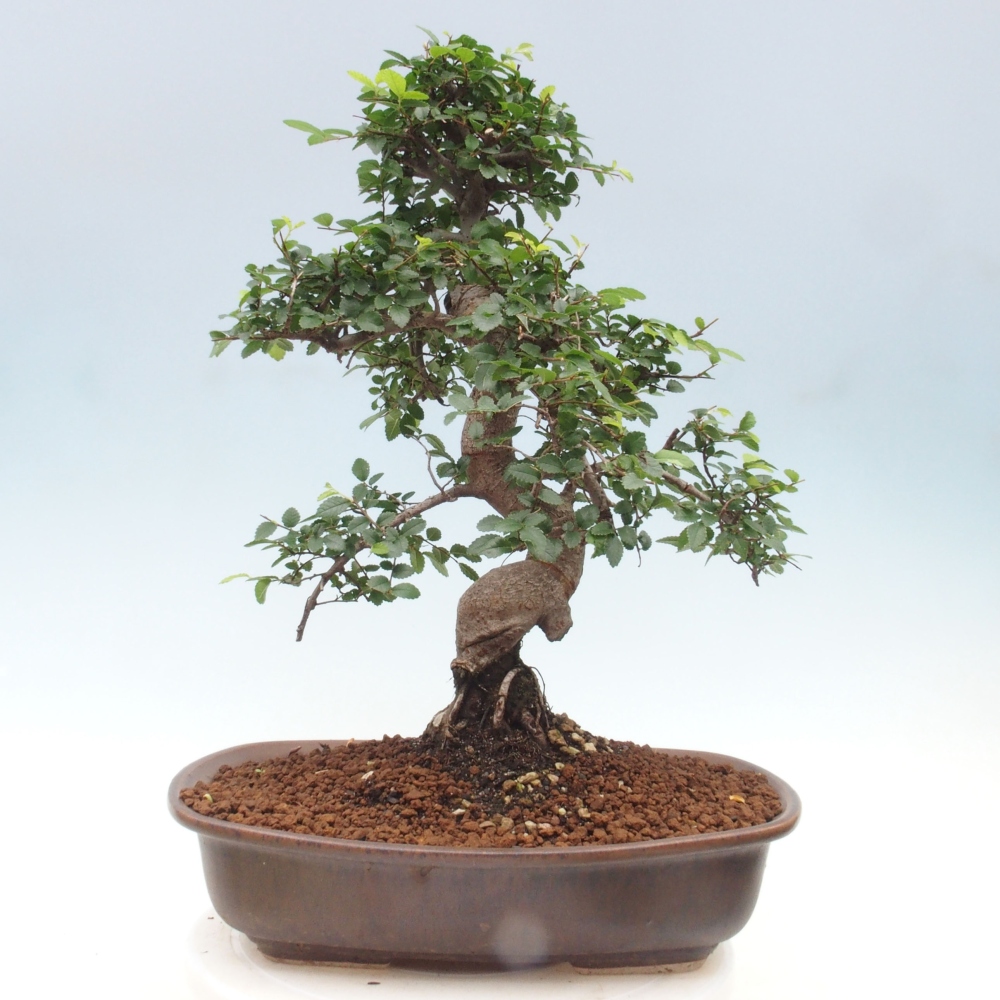 Izbová bonsai - Ulmus parvifolia - Malolistý brest
