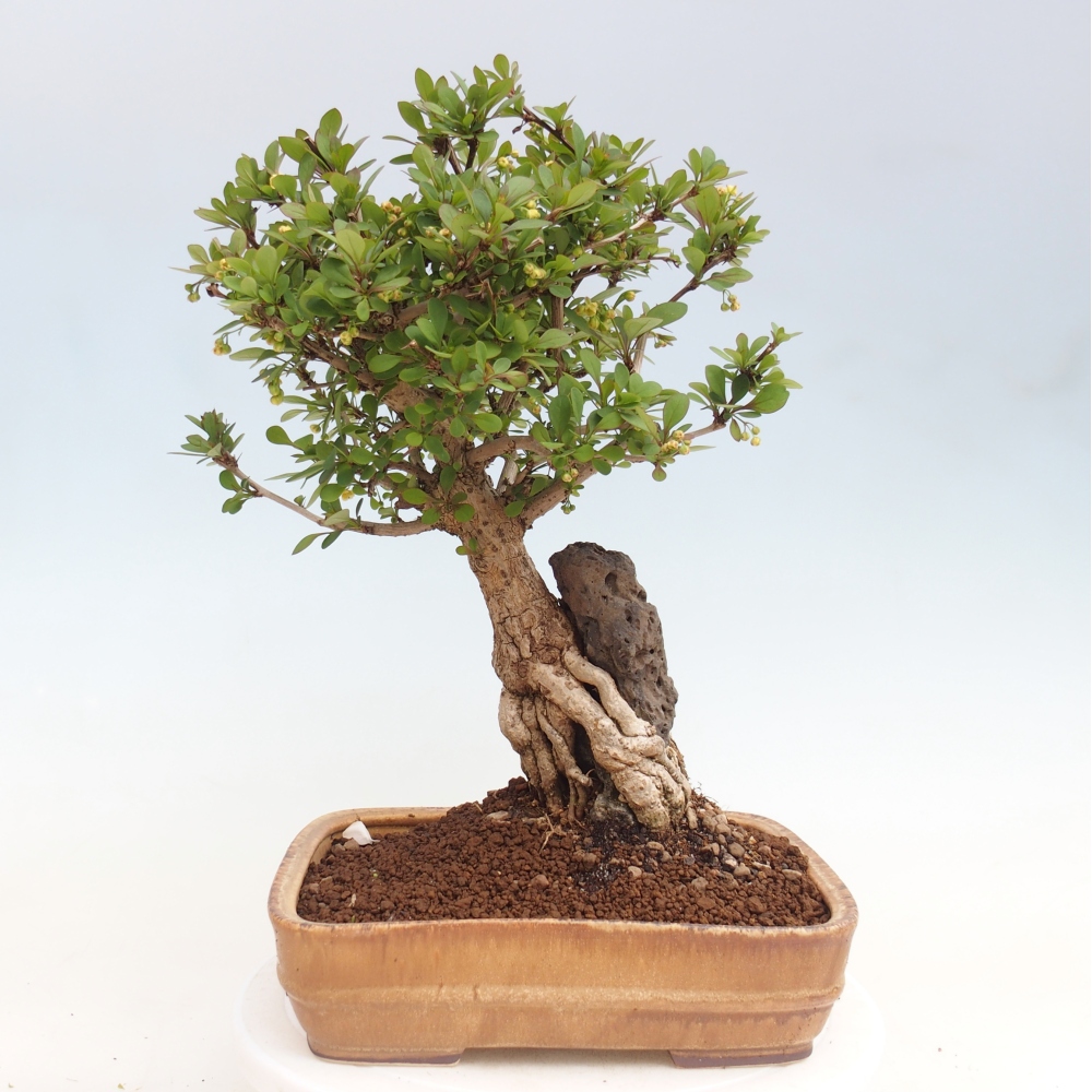 Vonkajšie bonsaje - Berberis coreana