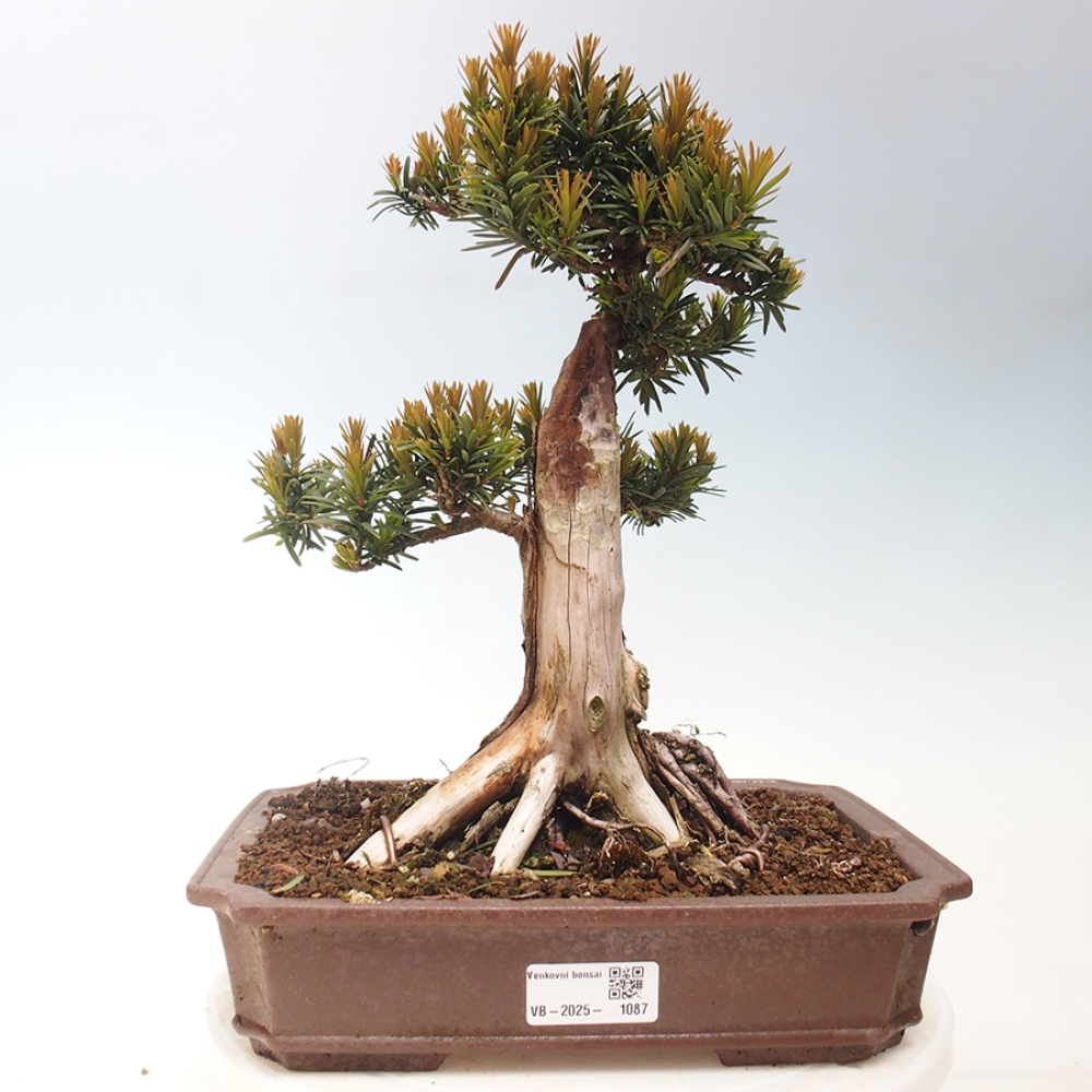Vonkajší bonsai - Taxus cuspidata - Tis japonský