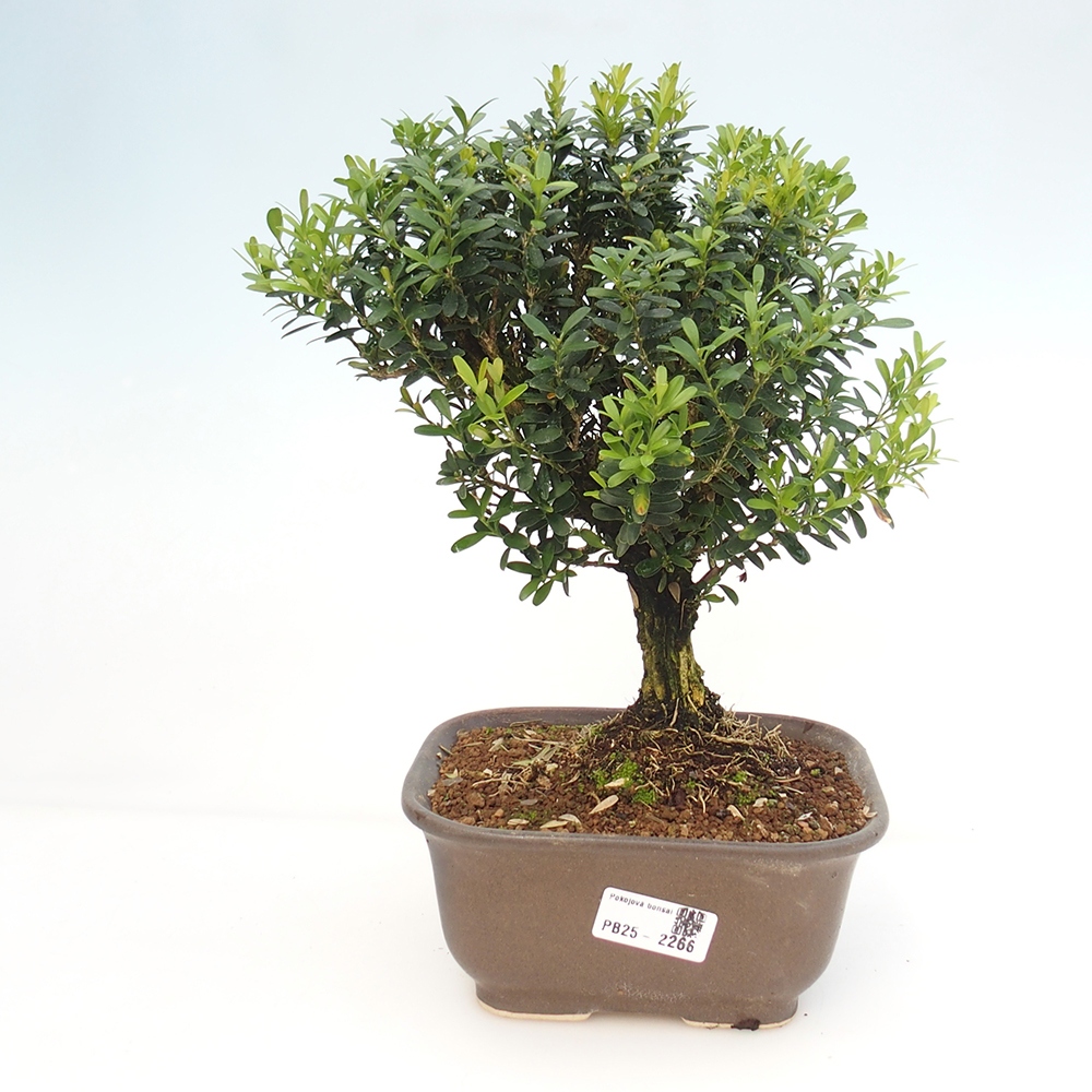 Izbová bonsai - Buxus harlandii - korkový buxus