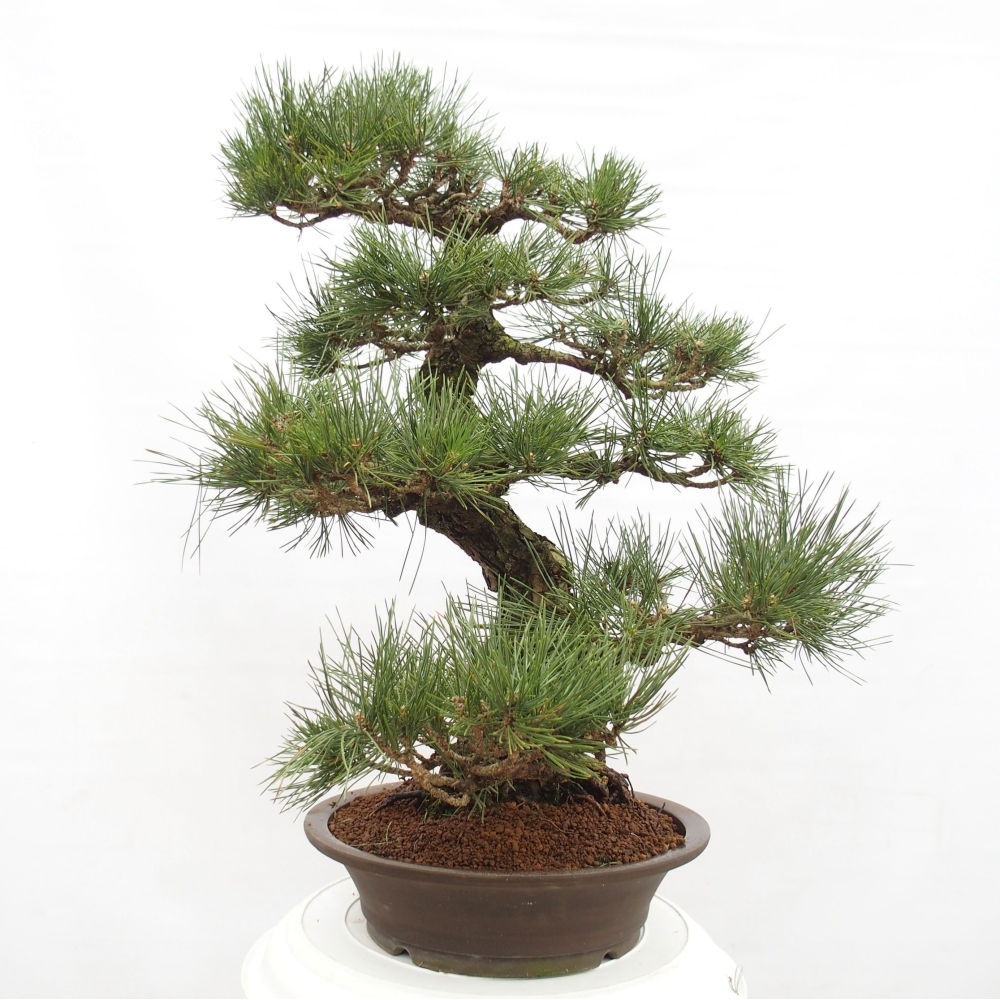 Vonkajšie bonsai - Pinus thunbergii - Borovica thunbergova