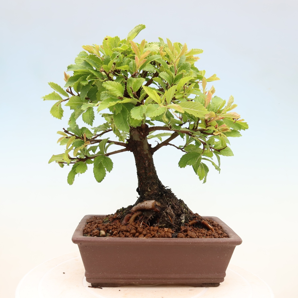 Vonkajšie bonsaje - Zelkova - Zelkova NIRE