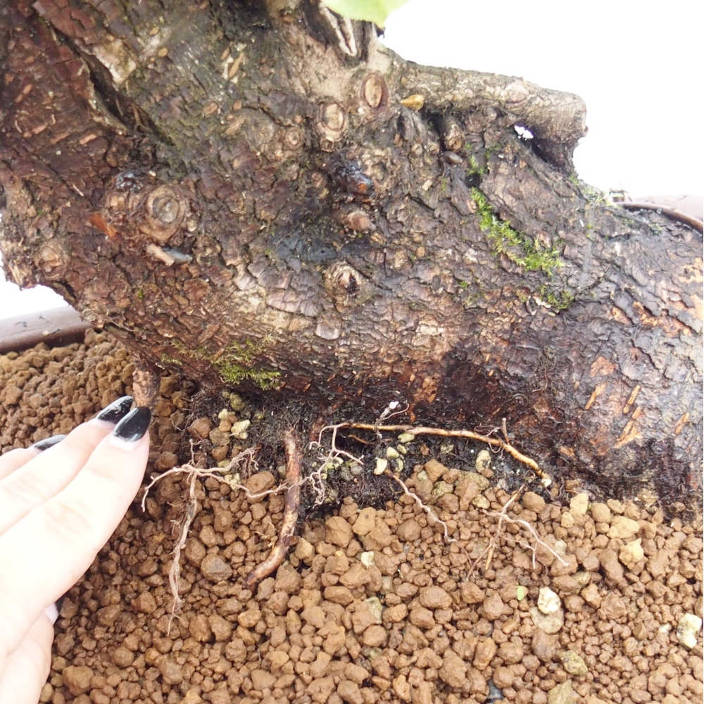 Vonkajšie bonsai - Mahalebka - Prunus mahalieb