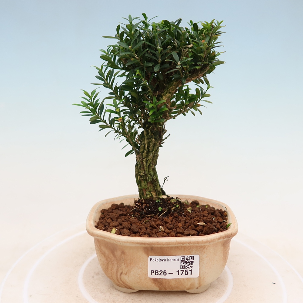 Izbové bonsaje - Buxus harlandii - korkový buxus
