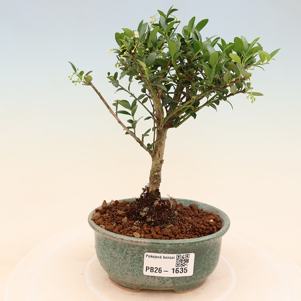 Izbový bonsaj - Ilex crenata - Cesmína