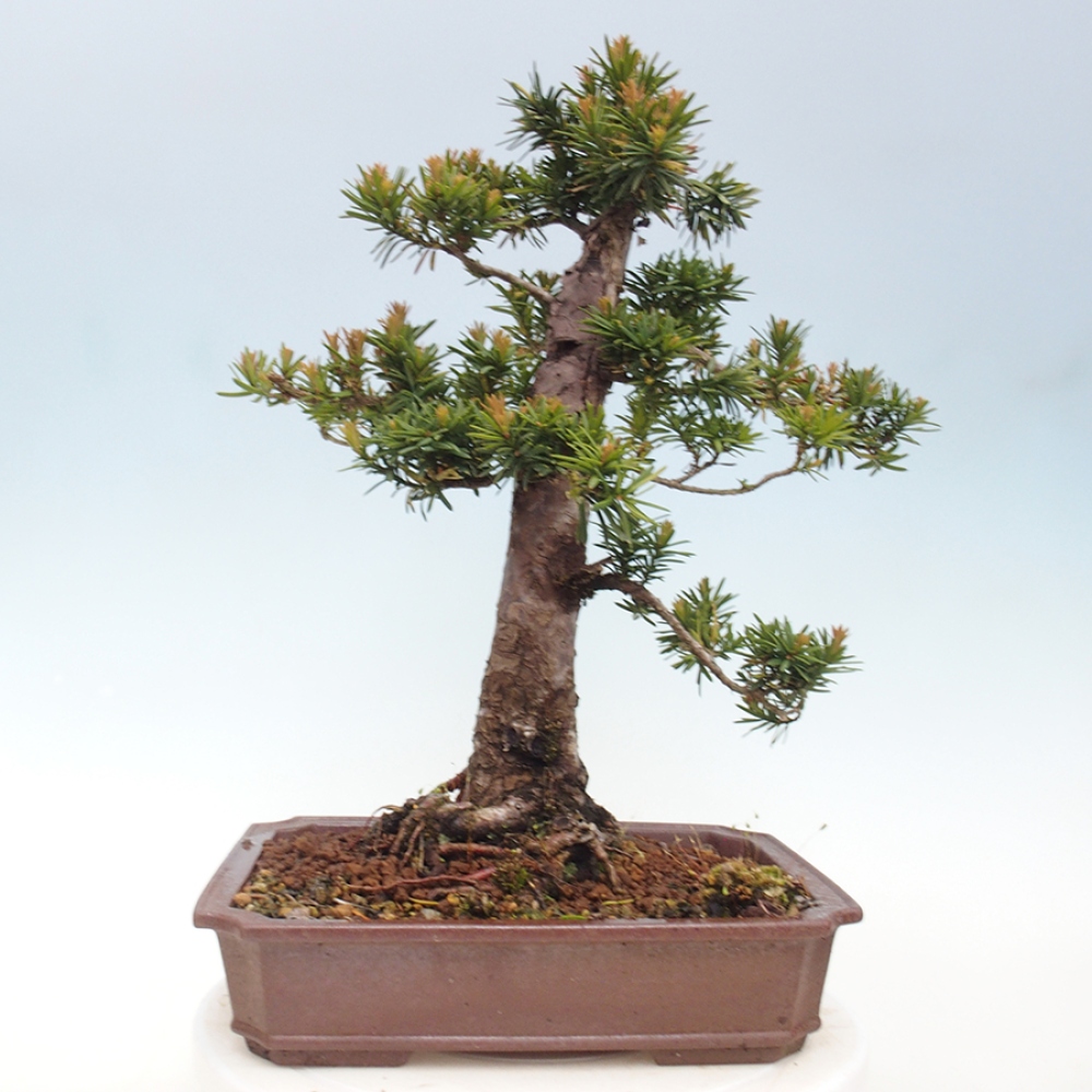 Vonkajší bonsai - Taxus cuspidata - Tis japonský