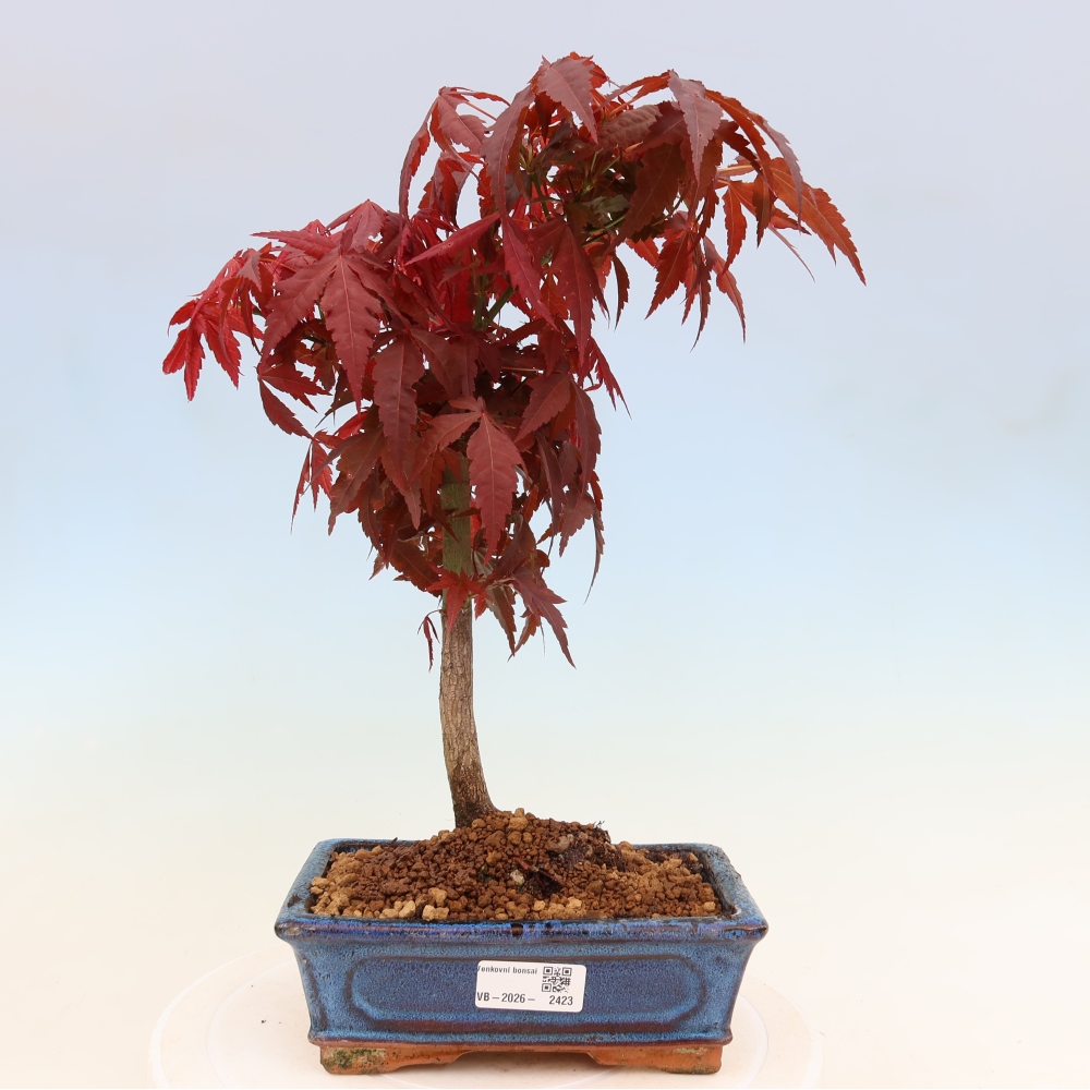 Vonkajšia bonsaj - palma Acer. Atropurpureum-Javor palmový