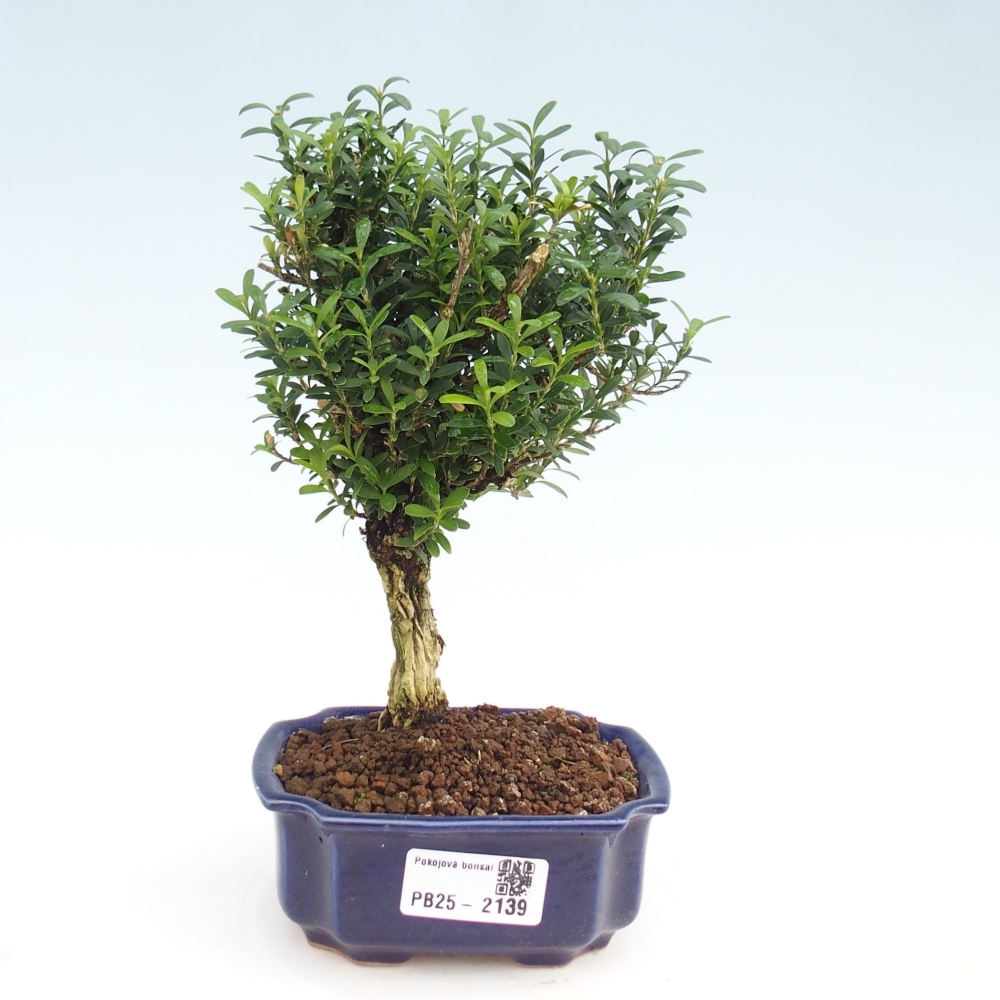 Izbová bonsai - Buxus harlandii - korkový buxus