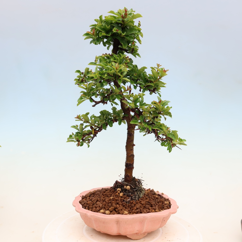 Vonkajší bonsai – Pyracantha teton – hlohovec šarlátový