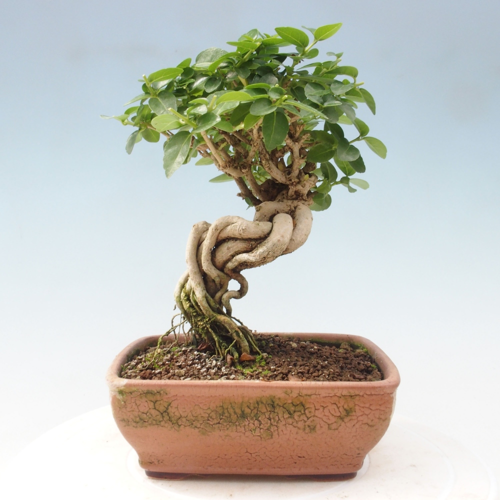 Izbová bonsai - Premna serratifolia - Kozlovoň malolistá