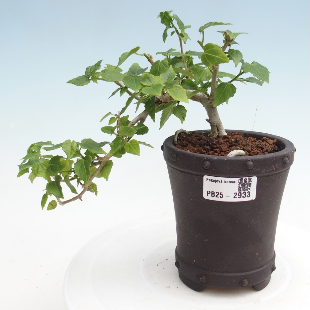 Izbová bonsai - Malvaviscus arboreus - ibištekovec drevnatý