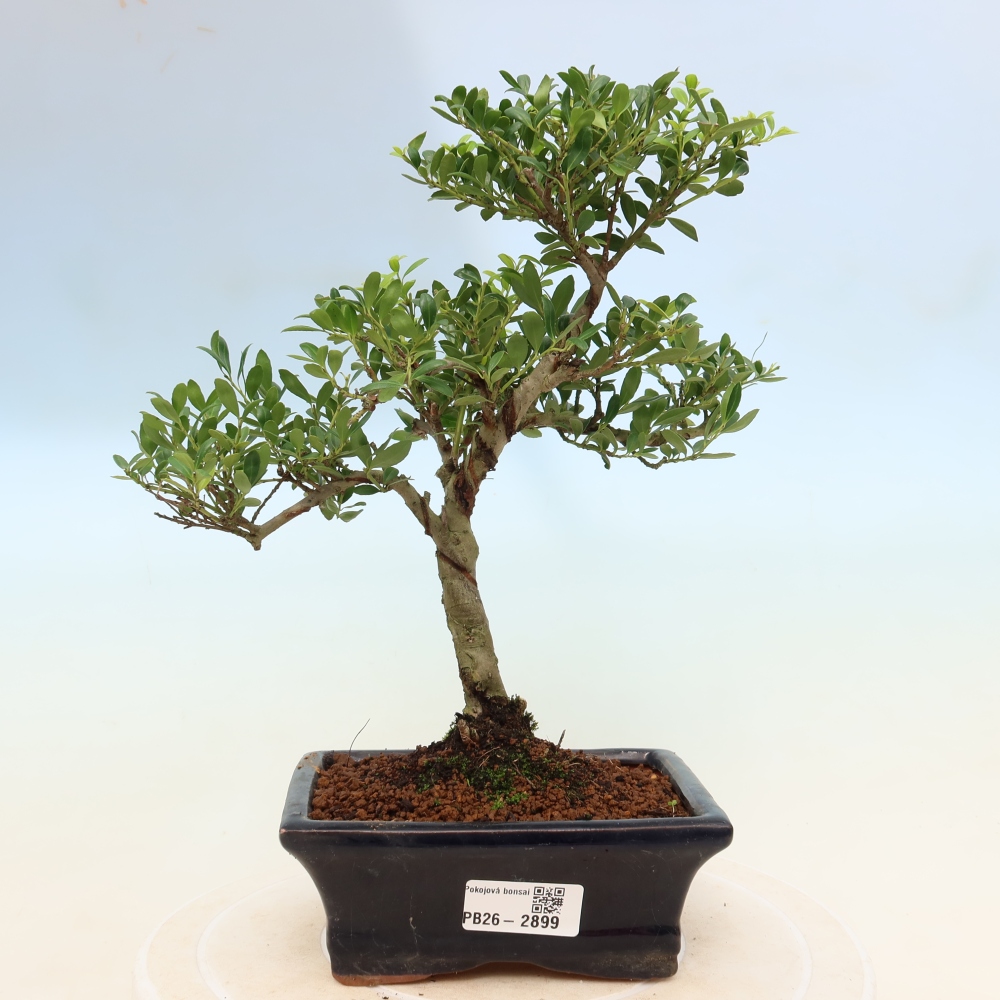 Izbový bonsaj - Ilex crenata - Cesmína