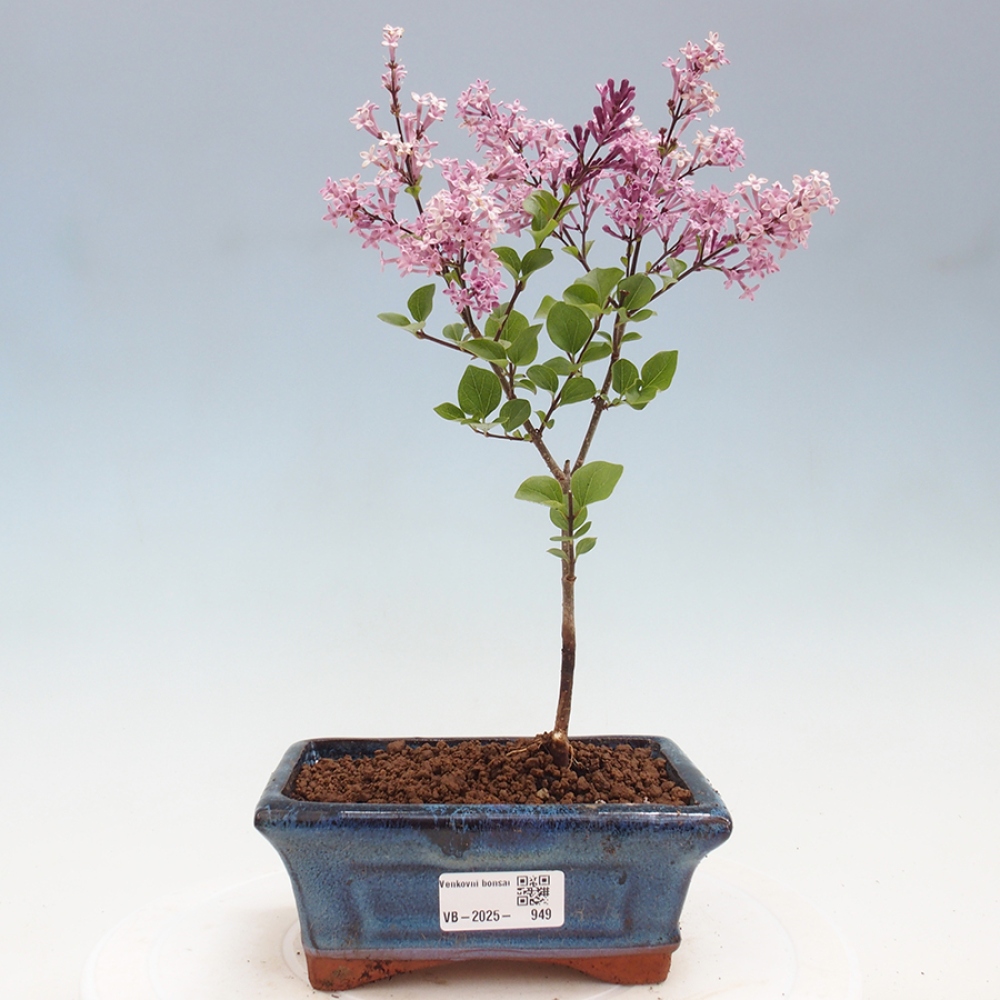 Vonkajší bonsai - Syringa Meyeri Palibin - Orgován Meyerov