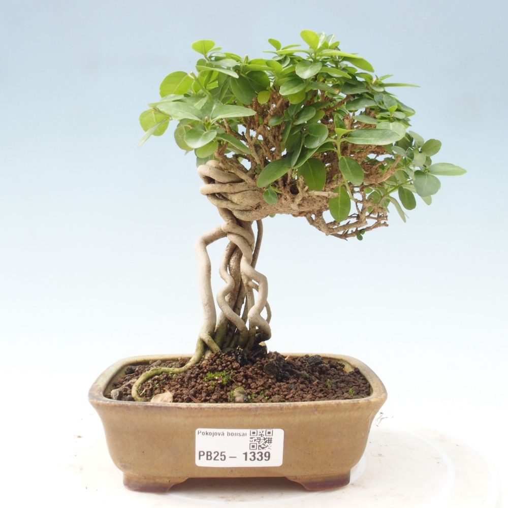 Izbová bonsai - Premna serratifolia - Kozlovoň malolistá
