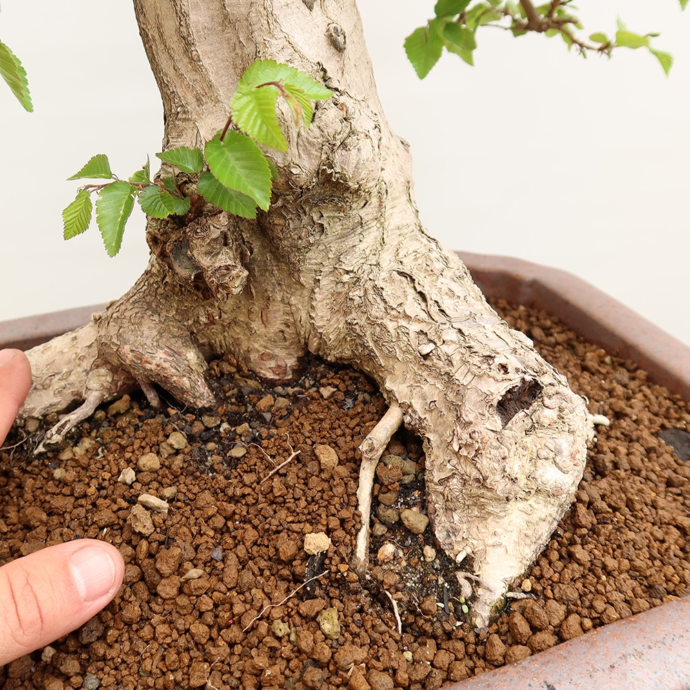 Vonkajší bonsai -Carpinus Coreana - Hrab kórejský