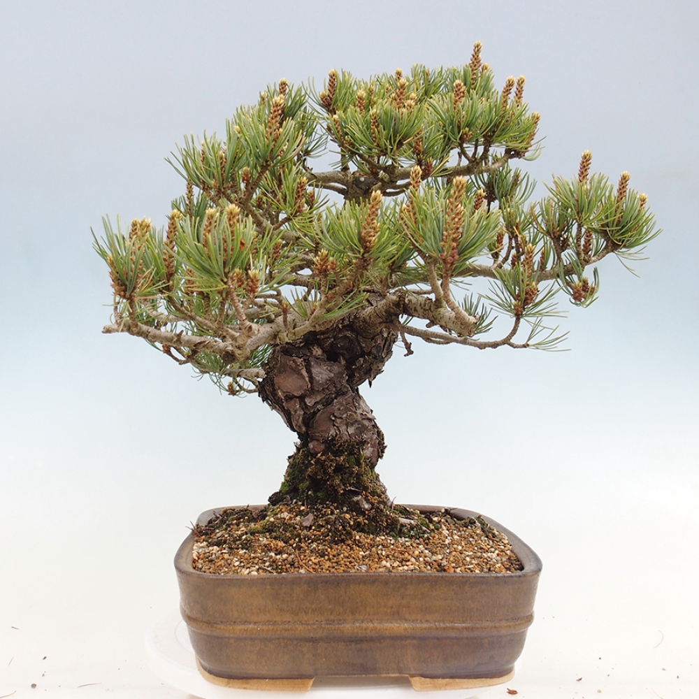 Vonkajšie bonsaje - Pinus parviflora - Pinus parviflora