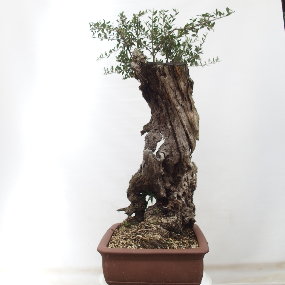 Izbová bonsai - Olea europaea sylvestris -Oliva evropská drobnolistá