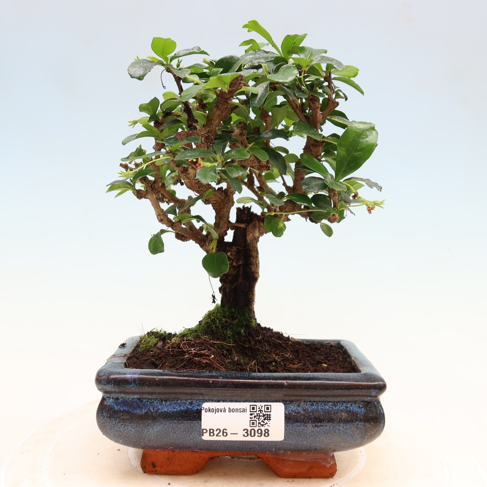 Izbové bonsaje - Carmona macrophylla - Tea fuki