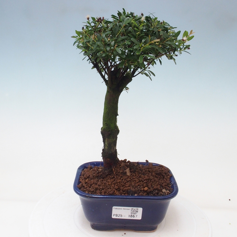 Izbová bonsai - Syzygium - pimentovníka