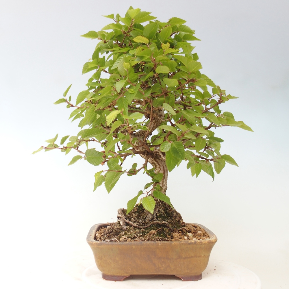 Vonkajšie bonsaje -Carpinus CARPINOIDES - Hrab kórejský