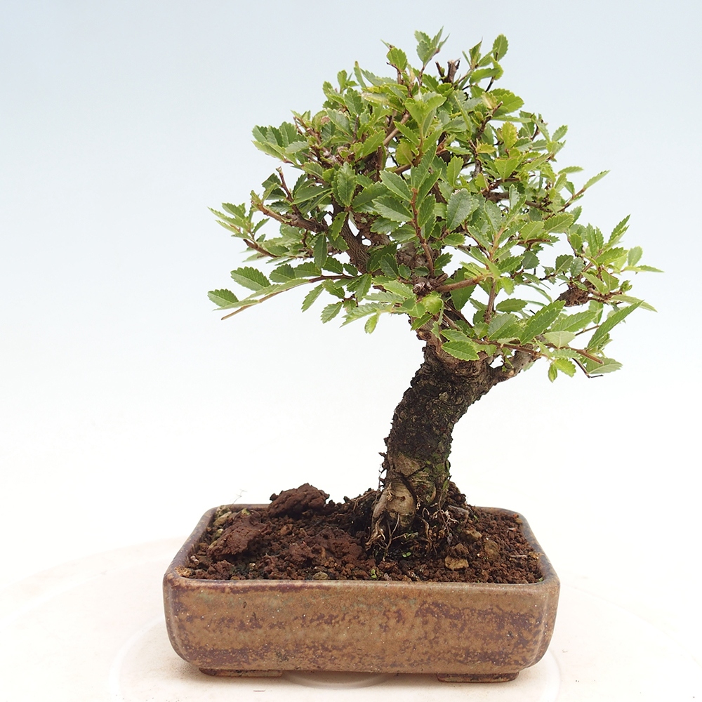 Vonkajšie bonsai - Zelkova - Zelkova Nirom