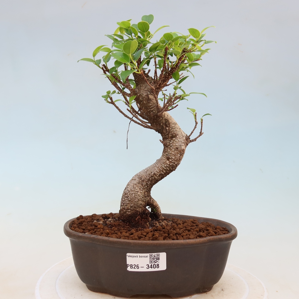 Izbové bonsaje - Ficus kimmen - drobnolistý fikus