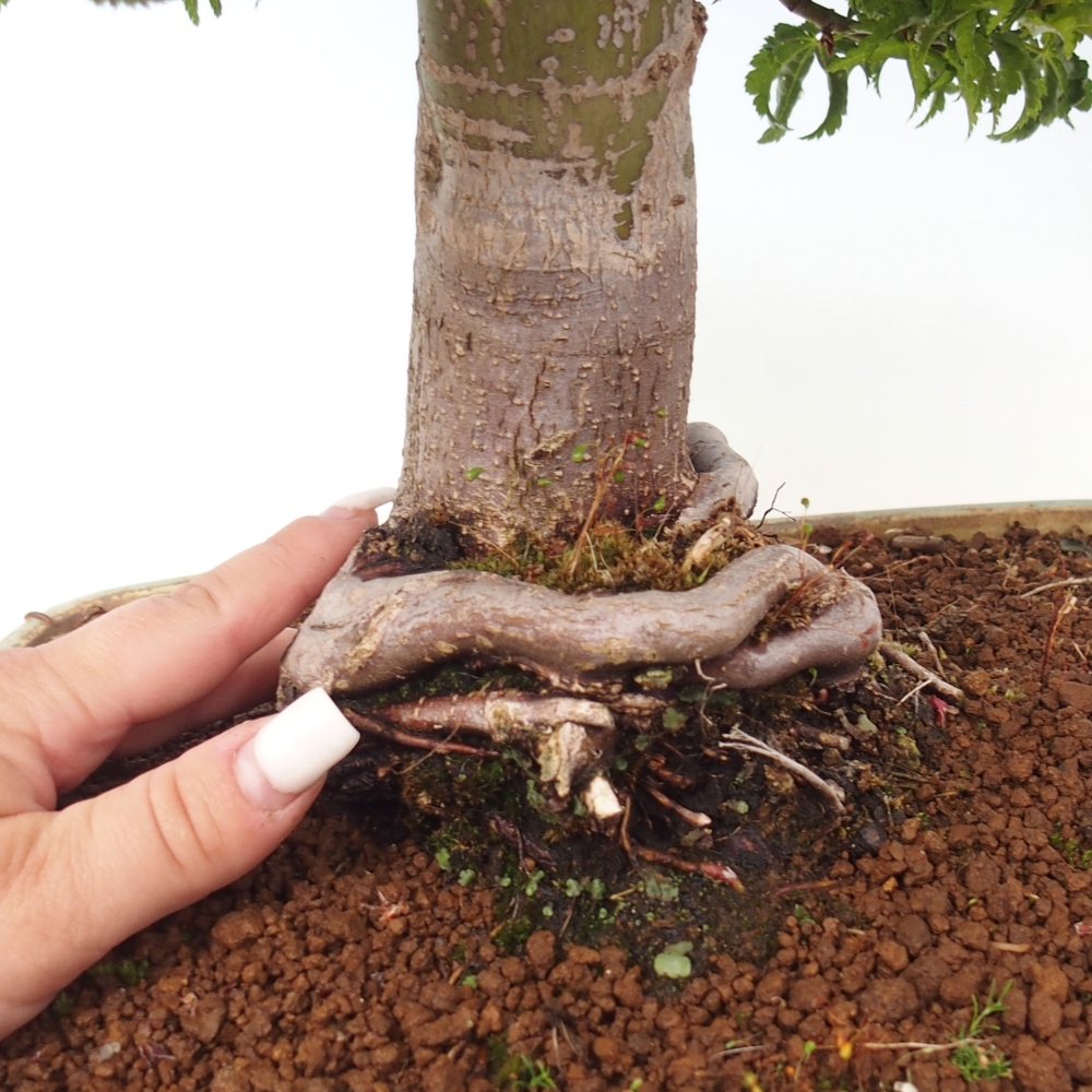 Vonkajšia bonsaj -Javorská palma Acer palmatum Shishigashira