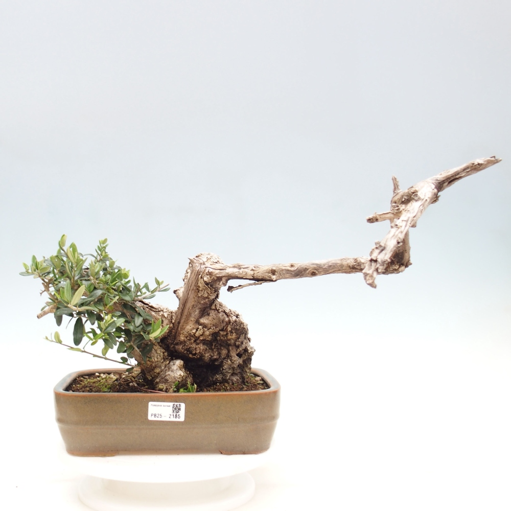 Izbová bonsai - Olea europaea sylvestris -Oliva evropská drobnolistá