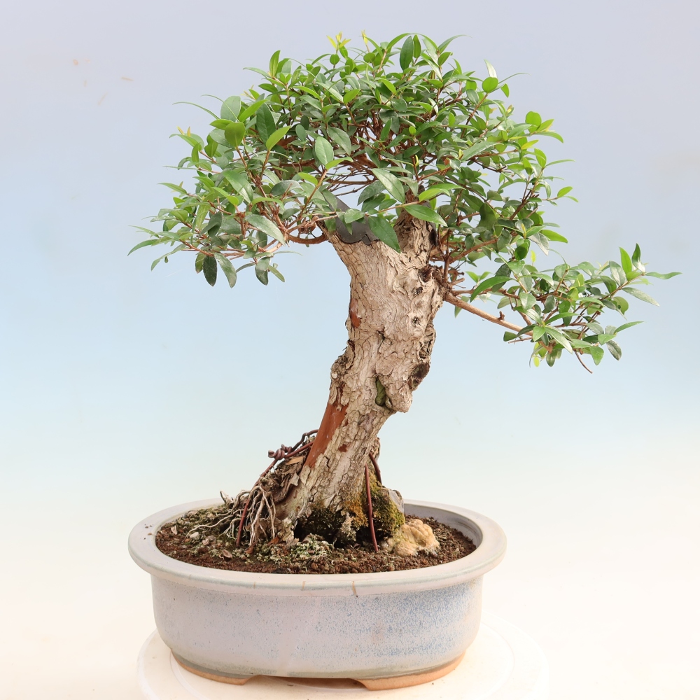 Izba bonsai – Myrtus communis – myrta obyčajná