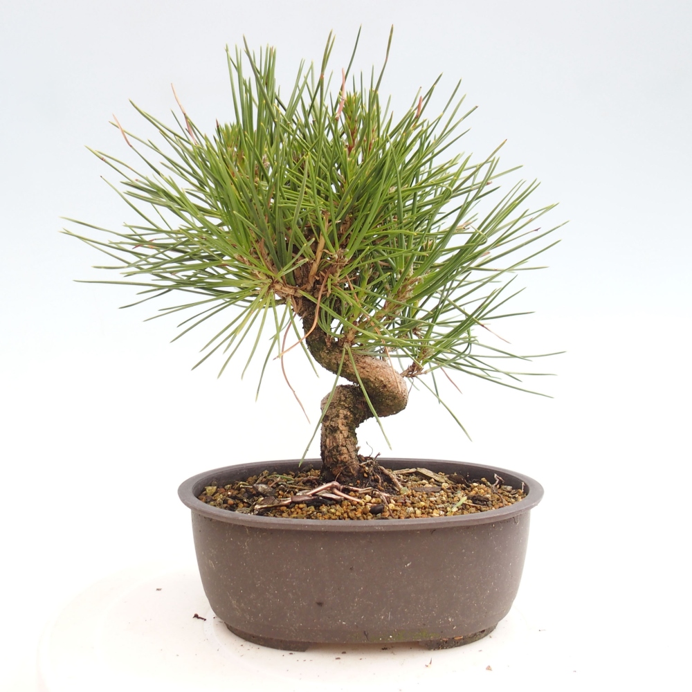 Vonkajší bonsai - Pinus thunbergii - Borovica thunbergova